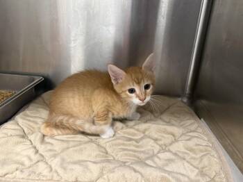 QUESO -  Domestic Short Hair Cat for Adoption in Rowlett, Texas - QUESO | PetCurious