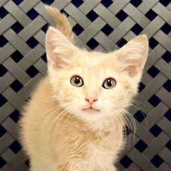 Lynx -  Domestic Medium Hair Cat for Adoption in Midland, Texas - Lynx | PetCurious