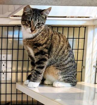 Rescue Domestic Short Hair Cats for Adoption in Swansea, Massachusetts - Zara | PetCurious