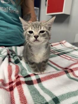 Domestic Short Hair Cats Available for Adoption in North Charleston, South Carolina - 06401B Lolli Petsmart Summerville | PetCurious