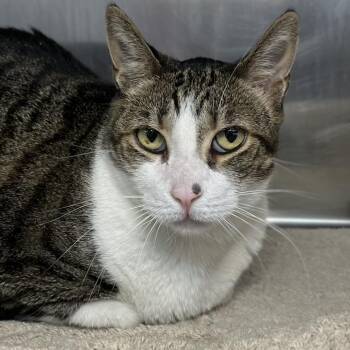 Booty -  Domestic Short Hair Cat for Adoption in Palm Springs, California - Booty | PetCurious