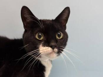 Jacks -  Domestic Short Hair Cat for Adoption in Golden Valley, Minnesota - Jacks | PetCurious
