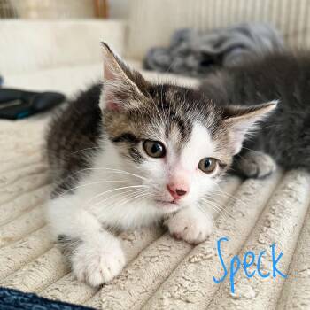 Speck -  Domestic Short Hair Cat for Adoption in Bethel, Ohio - Speck | PetCurious