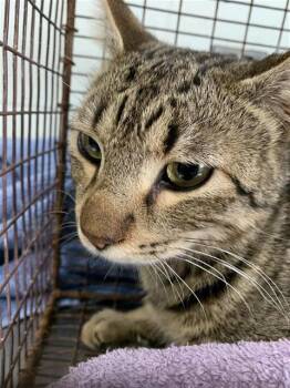 Domestic Short Hair Cats Available for Adoption - NINI | PetCurious