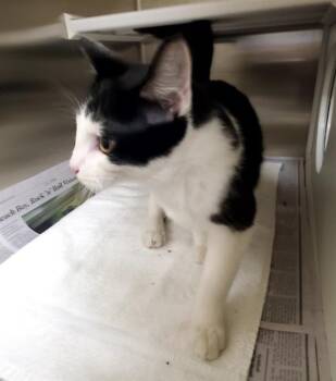 Rescue Domestic Short Hair Cats for Adoption in St. Louis, Missouri - MR PIBB | PetCurious