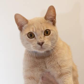 Muscles -  Domestic Short Hair Cat for Adoption in Buffalo, Minnesota - Muscles | PetCurious