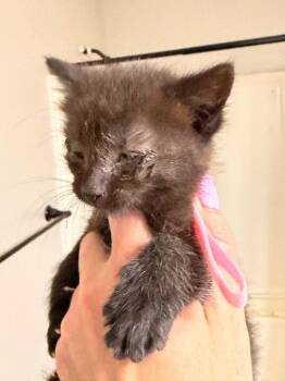 Domestic Short Hair Cats Available for Adoption in Newnan, Georgia - Nibbles | PetCurious
