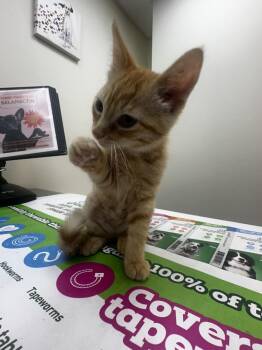 Freightliner -  Domestic Short Hair Cat for Adoption in Mishawaka, Indiana - Freightliner | PetCurious