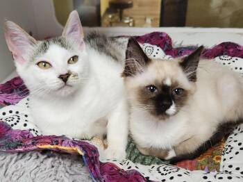 Bibble & Bobble -  Siamese Cat for Adoption in Marshfield, Wisconsin - Bibble & Bobble | PetCurious