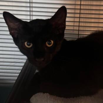 Coal -  Domestic Short Hair Cat for Adoption in Titusville, Florida - Coal | PetCurious