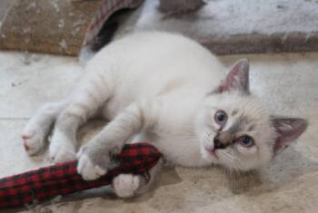 Domestic Short Hair Cats Available for Adoption in Minneapolis, Minnesota - Poppy | PetCurious