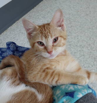 Rescue Domestic Short Hair Cats for Adoption in Montello, Wisconsin - Cher | PetCurious