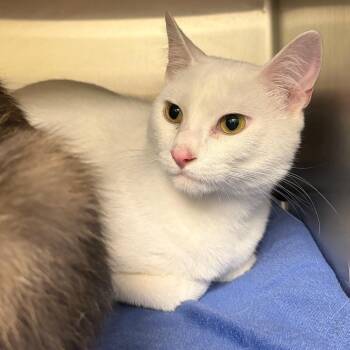 Michelin Man -  Domestic Short Hair Cat for Adoption in Keizer, Oregon - Michelin Man | PetCurious