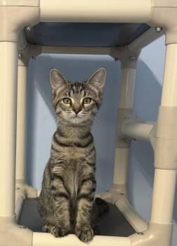 Glory -  Domestic Short Hair Cat for Adoption in Mears, Michigan - Glory | PetCurious