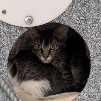 Barn 3 -  Domestic Short Hair Cat for Adoption in Emporia, Kansas - Barn 3 | PetCurious