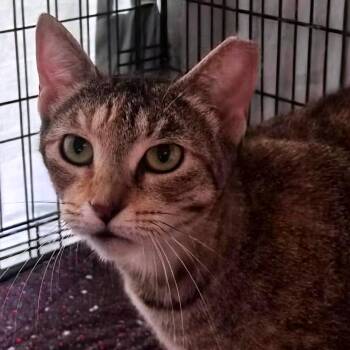 Mama Two Toes -  Domestic Short Hair Cat for Adoption in Titusville, Florida - Mama Two Toes | PetCurious