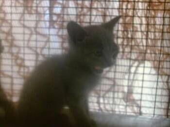 INDIGO -  Domestic Short Hair Cat for Adoption in Doral, Florida - INDIGO | PetCurious