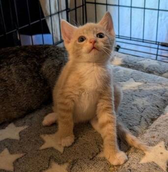 American Shorthair Cats Available for Adoption in Pikesville, Maryland - Billy Joe | PetCurious