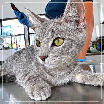 Amethyst -  Domestic Short Hair Cat for Adoption in Chapel Hill, North Carolina - Amethyst | PetCurious