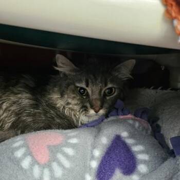 Waldo -  Domestic Long Hair and Domestic Short Hair Cat for Adoption in Schenectady, New York - Waldo | PetCurious