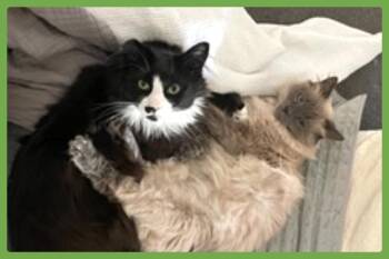 Kiran and London Fog -  Balinese and Domestic Long Hair Cat for Adoption in Amherst, Massachusetts - Kiran And London Fog | PetCurious
