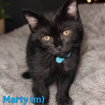 Marty -  Domestic Medium Hair Cat for Adoption in Fremont, Nebraska - Marty | PetCurious