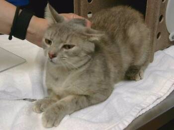 FANCY -  Domestic Short Hair Cat for Adoption in Cookeville, Tennessee - FANCY | PetCurious