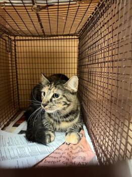Siouxsie -  Domestic Short Hair Cat for Adoption in Austin, Texas - Siouxsie | PetCurious