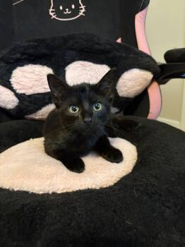 Umbreon -  Domestic Short Hair Cat for Adoption in Oviedo, Florida - Umbreon | PetCurious