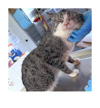 Malcolm -  American Shorthair Cat for Adoption in Chapel Hill, North Carolina - Malcolm | PetCurious
