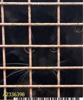 HOCUS -  Domestic Short Hair Cat for Adoption in West Palm Beach, Florida - HOCUS | PetCurious