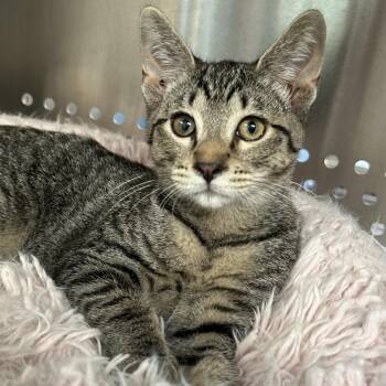Newton Roswell -  Domestic Short Hair Cat for Adoption in Denver, Colorado - Newton Roswell | PetCurious