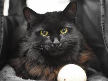Rescue Domestic Long Hair Cats for Adoption in Portland, Oregon - Obsidian | PetCurious