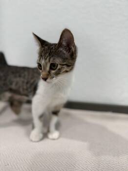 Punky -  Domestic Short Hair Cat for Adoption in Las Vegas, Nevada - Punky | PetCurious