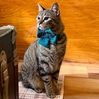 Jaxie Pie -  Tabby and Domestic Short Hair Cat for Adoption in Friendswood, Texas - Jaxie Pie | PetCurious
