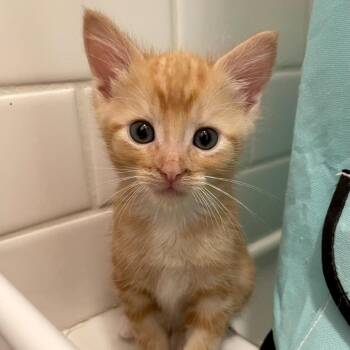 Fiore -  Domestic Short Hair Cat for Adoption in Los Angeles, California - Fiore | PetCurious