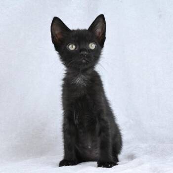 Salem -  Domestic Short Hair Cat for Adoption in Mobile, Alabama - Salem | PetCurious