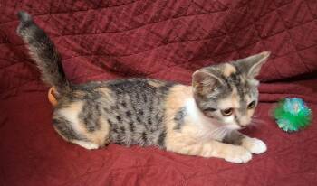 Miranda -  Domestic Short Hair Cat for Adoption in Greensboro, North Carolina - Miranda | PetCurious