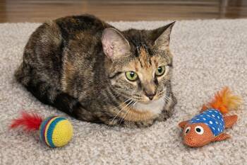 Domestic Short Hair Cats Available for Adoption - Nala | PetCurious