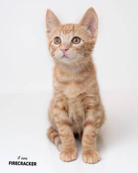 Firecracker -  Domestic Short Hair Cat for Adoption in Boone, Iowa - Firecracker | PetCurious