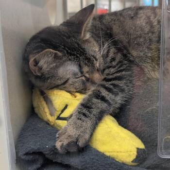 Pickles -  American Shorthair Cat for Adoption in Reno, Nevada - Pickles | PetCurious