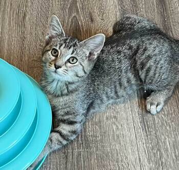 Rescue Tabby Cats for Adoption in Franklin, Tennessee - KITTEN REY | PetCurious