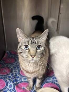 Rescue Domestic Short Hair Cats for Adoption in Lafayette, Indiana - Munchkin *BONDED W/ SNOWFLAKE* | PetCurious