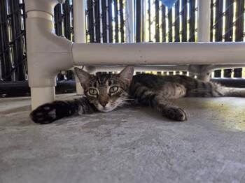 MAISY -  Domestic Short Hair Cat for Adoption in Palmetto, Florida - MAISY | PetCurious