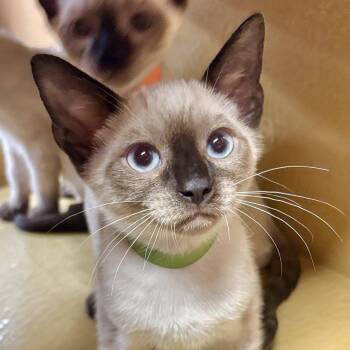 Zeus -  Siamese Cat for Adoption in Sonora, California - Zeus | PetCurious