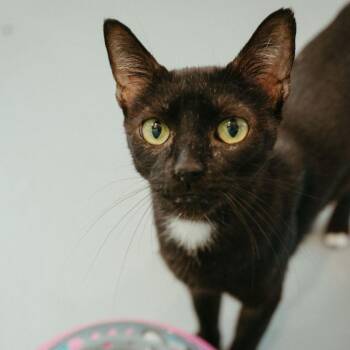 Pebble -  Domestic Short Hair Cat for Adoption in Jackson, Wyoming - Pebble | PetCurious