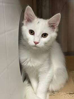 Penryn -  Domestic Short Hair Cat for Adoption in Roseville, California - Penryn | PetCurious