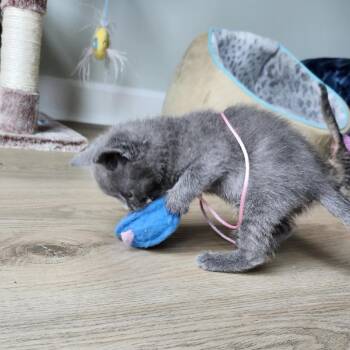 Domestic Short Hair Cats Available for Adoption in Cumming, Georgia - Garth Algar | PetCurious