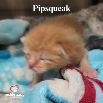 Domestic Short Hair Cats Available for Adoption in Council Bluffs, Iowa - Pipsqueak | PetCurious