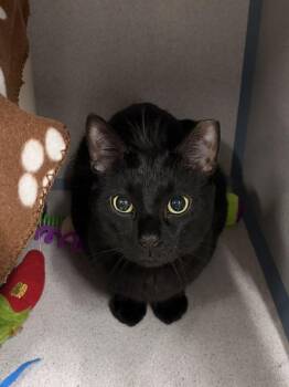Squid -  Domestic Short Hair Cat for Adoption in Alexandria, Virginia - Squid | PetCurious